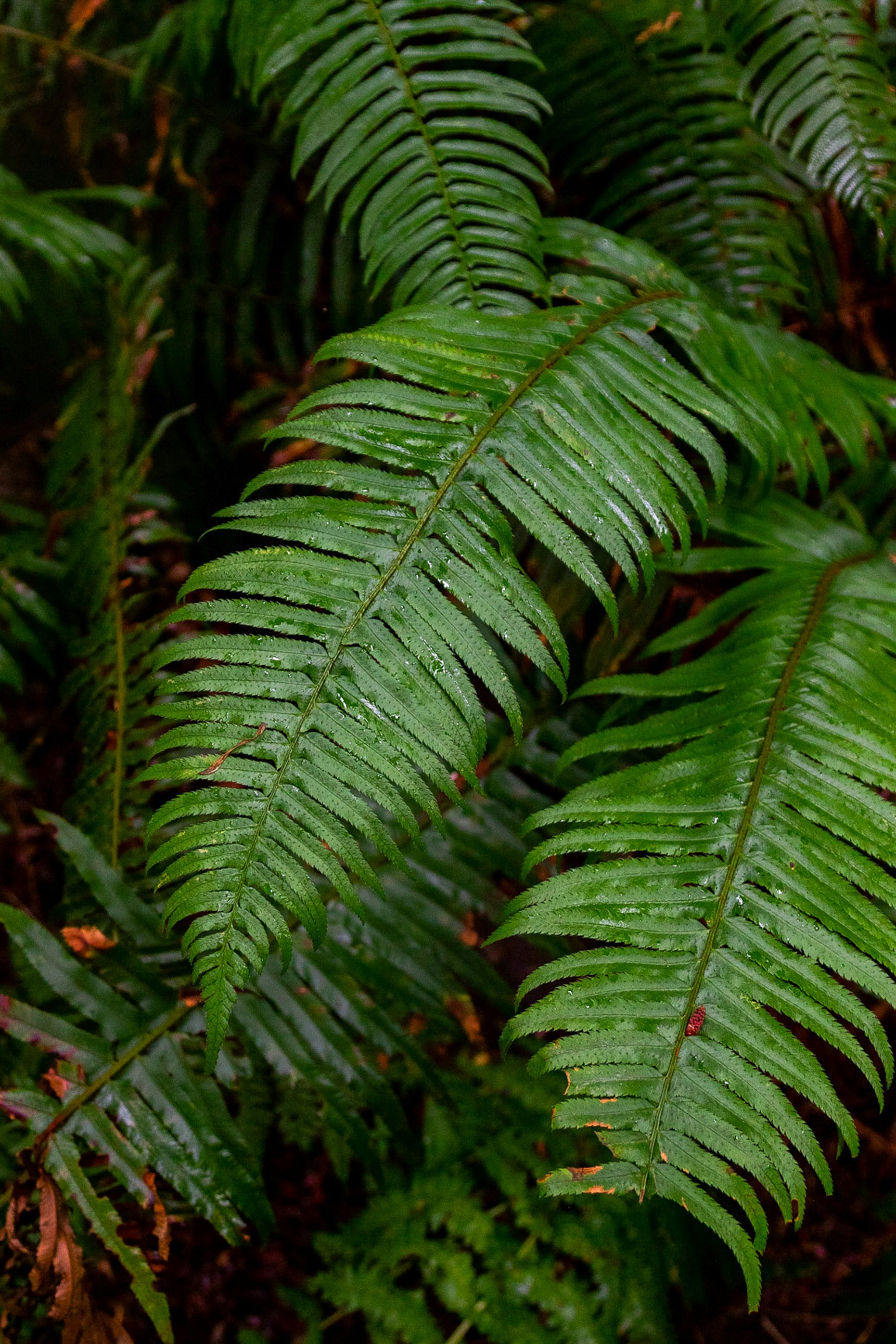 leaves